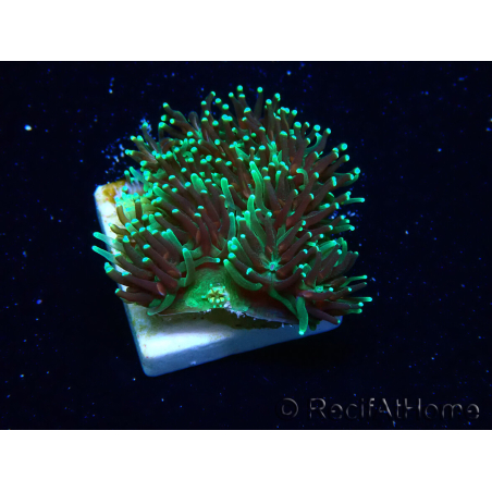 WYSIWYG - RAH Galaxea fascicularis Fireworks 6