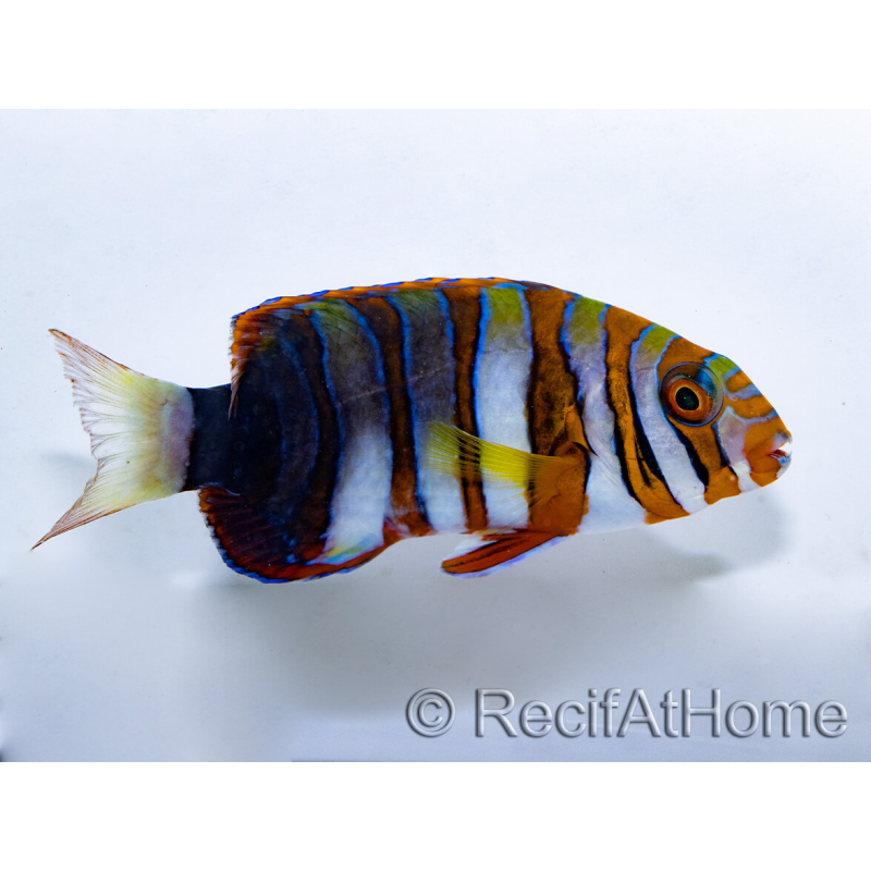 Adult Choerodon fasciatus, bred in Bali aquarich, 10-12 cm