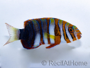 Choerodon fasciatus erwachsen Zucht Bali Aquarich 10-12 cm