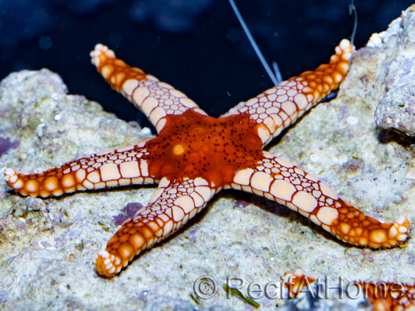 Fromia orange red mosaic