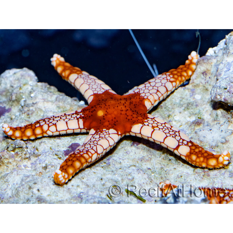 Fromia orange mosaique rouge