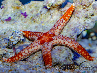 Fromia orange Mosaik Rot