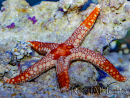 Fromia orange mosaique rouge