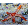 Fromia monilis