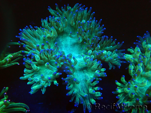 WYSIWYG Catalaphyllia jardinei Blue Tips Frag 5 (Scheletro 3 cm/aperto 7 cm)