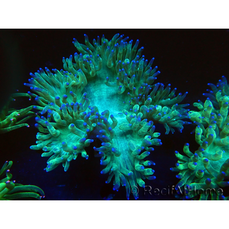 WYSIWYG Catalaphyllia jardinei Pink Tips Frag 5 (Skeleton 3 cm/open 7 cm)