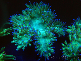 WYSIWYG Catalaphyllia jardinei Blue Tips Frag 5 (Scheletro 3 cm/aperto 7 cm)
