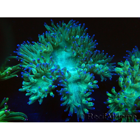 WYSIWYG Catalaphyllia jardinei Blue Tips Frag 5 (Scheletro 3 cm/aperto 7 cm)