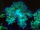 WYSIWYG Catalaphyllia jardinei Blue Tips Frag 5 (Scheletro 3 cm/aperto 7 cm)