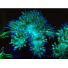 WYSIWYG Catalaphyllia jardinei Blue Tips Frag 5 (Skelett 3 cm/offen 7 cm)
