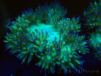 WYSIWYG Catalaphyllia jardinei Blue Tips Frag 6 (Scheletro 6.5 cm/aperto 11 cm)