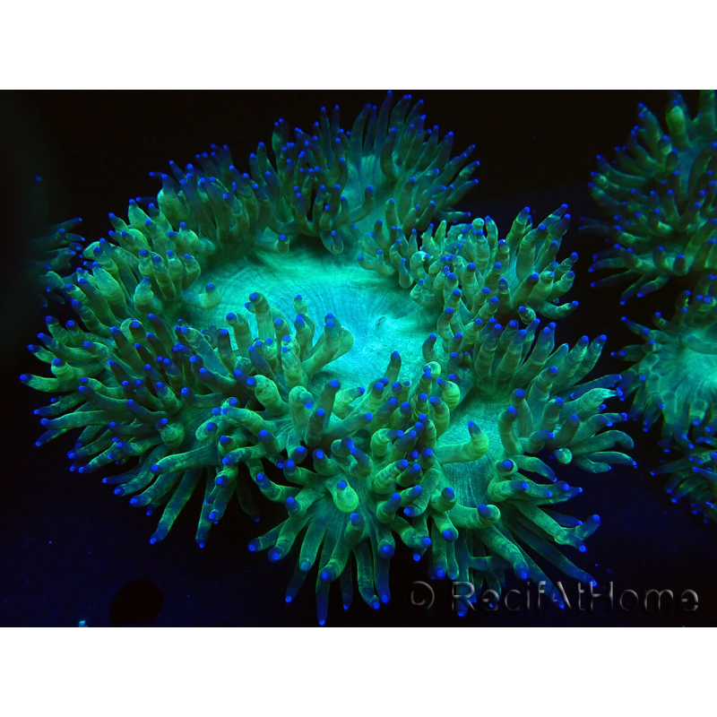 WYSIWYG Catalaphyllia jardinei Blaue Spitzen Frag 6 (Skelett 6,5 cm / offen 11 cm)