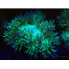 WYSIWYG Catalaphyllia jardinei Blue Tips Fragmento 6 (Esqueleto 6.5 cm/abierto 11 cm)