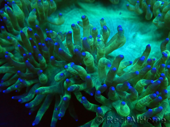 WYSIWYG Catalaphyllia jardinei Blaue Spitzen Frag 6 (Skelett 6,5 cm / offen 11 cm)