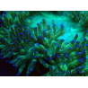 WYSIWYG Catalaphyllia jardinei Blue Tips Fragmento 6 (Esqueleto 6.5 cm/abierto 11 cm)
