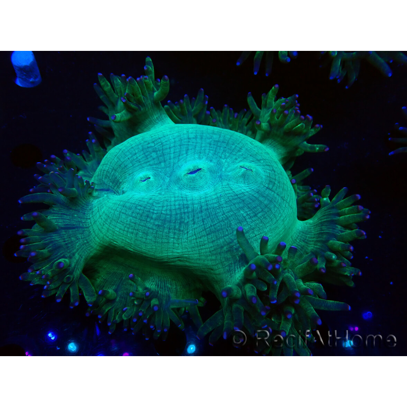 WYSIWYG Catalaphyllia jardinei Pink Tips Frag 7 (Skelett 4,5 cm/geöffnet 9 cm)