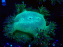 WYSIWYG Catalaphyllia jardinei Pink Tips Frag 7 (Skelett 4,5 cm/geöffnet 9 cm)
