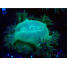 WYSIWYG Catalaphyllia jardinei Pink Tips Frag 7 (Scheletro 4,5 cm/aperto 9 cm)