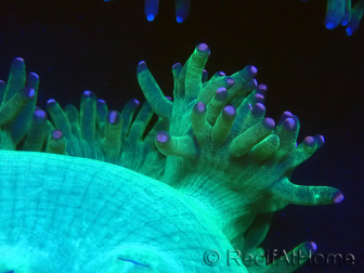 WYSIWYG Catalaphyllia jardinei Pink Tips Frag 7 (Skeleton 4.5 cm/open 9 cm)