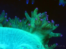 WYSIWYG Catalaphyllia jardinei Pink Tips Frag 7 (Skeleton 4.5 cm/open 9 cm)
