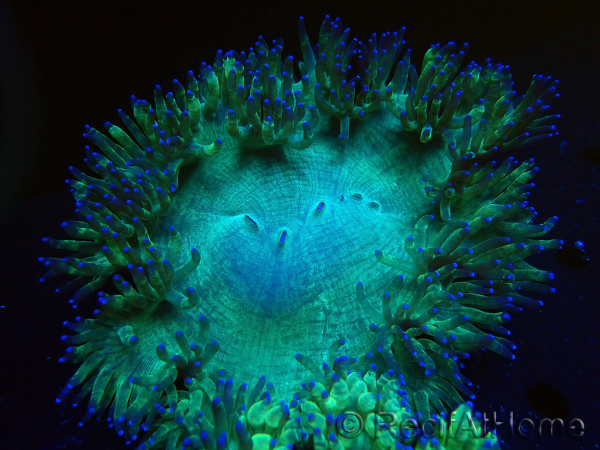 WYSIWYG Catalaphyllia jardinei Pink Tips Frag 8 (Scheletro 4 cm/aperto 7 cm)