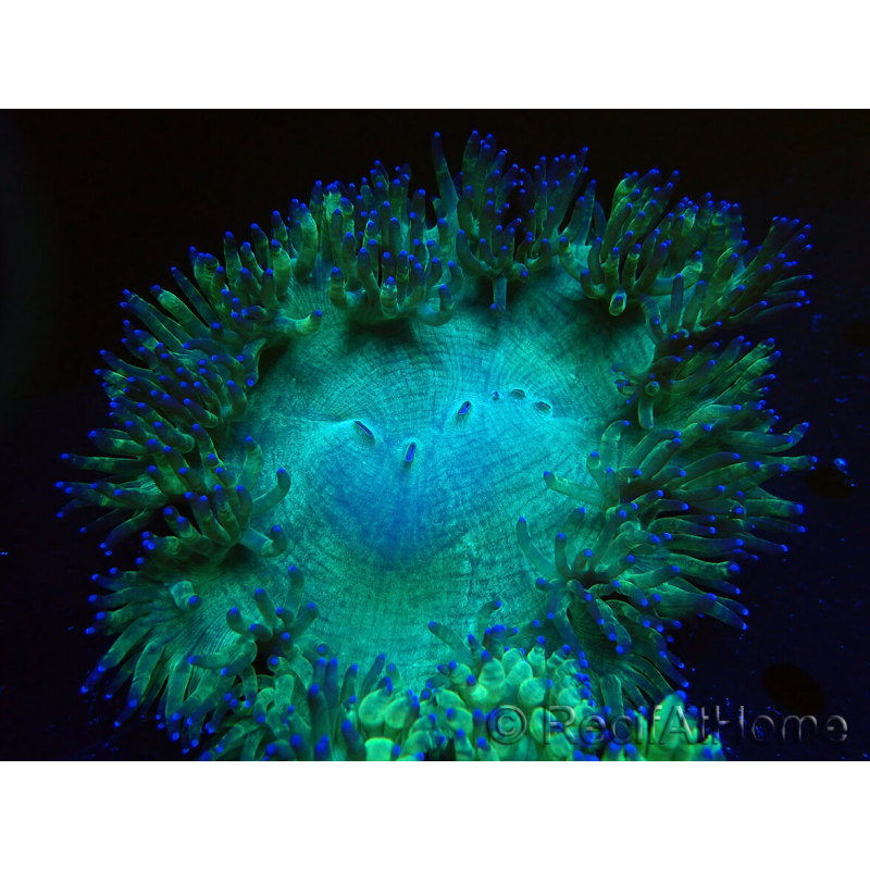 WYSIWYG Catalaphyllia jardinei Pink Tips Frag 8 (Skeleton 4 cm/open 7 cm)