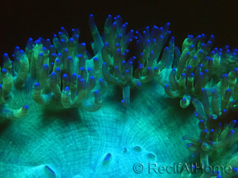 WYSIWYG Catalaphyllia jardinei Pink Tips Frag 8 (Scheletro 4 cm/aperto 7 cm)