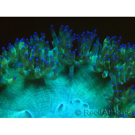 WYSIWYG Catalaphyllia jardinei Pink Tips Frag 8 (Scheletro 4 cm/aperto 7 cm)