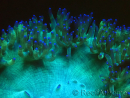 WYSIWYG Catalaphyllia jardinei Pink Tips Frag 8 (Scheletro 4 cm/aperto 7 cm)