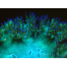 WYSIWYG Catalaphyllia jardinei Pink Tips Frag 8 (Skeleton 4 cm/open 7 cm)