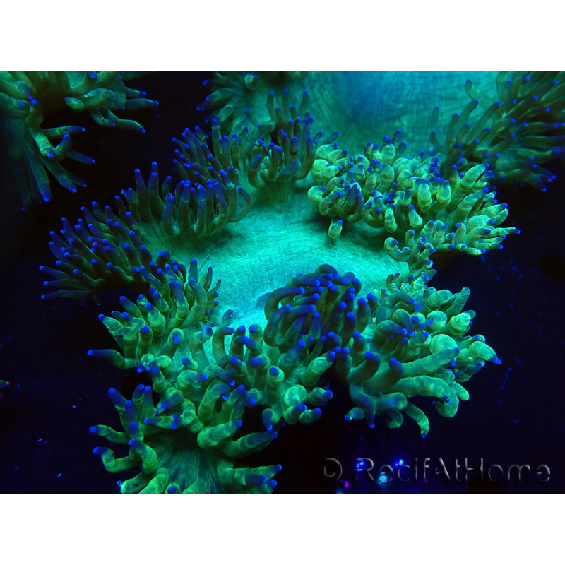 WYSIWYG Catalaphyllia jardinei Ultra Pink Tips Frag 9 (Skeleton 5 cm)