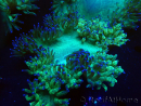 WYSIWYG Catalaphyllia jardinei Ultra Pink Tips Frag 9 (Skelett 5 cm)
