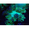 WYSIWYG Catalaphyllia jardinei Ultra Pink Tips Frag 9 (Skeleton 5 cm)