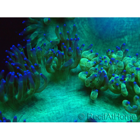 WYSIWYG Catalaphyllia jardinei Ultra Pink Tips Frag 9 (Skeleton 5 cm)