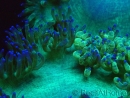 WYSIWYG Catalaphyllia jardinei Ultra Pink Tips Frag 9 (Skelett 5 cm)