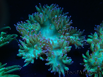 WYSIWYG Catalaphyllia jardinei Blue Tips Frag 5 (Scheletro 3 cm/aperto 7 cm)