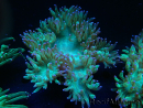 WYSIWYG Catalaphyllia jardinei Blue Tips Frag 5 (Scheletro 3 cm/aperto 7 cm)