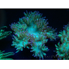 WYSIWYG Catalaphyllia jardinei Blue Tips Frag 5 (Esqueleto 3 cm/abierto 7 cm)