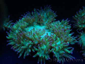 WYSIWYG Catalaphyllia jardinei Blue Tips Fragmento 6 (Esqueleto 6.5 cm/abierto 11 cm)