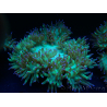 WYSIWYG Catalaphyllia jardinei Blue Tips Frag 6 (Skeleton 6.5 cm/open 11 cm)