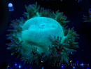 WYSIWYG Catalaphyllia jardinei Pink Tips Frag 7 (Skeleton 4.5 cm/open 9 cm)