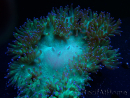 WYSIWYG Catalaphyllia jardinei Pink Tips Frag 8 (Skeleton 4 cm/open 7 cm)