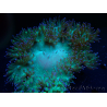 WYSIWYG Catalaphyllia jardinei Pink Tips Frag 8 (Skelett 4 cm/offen 7 cm)