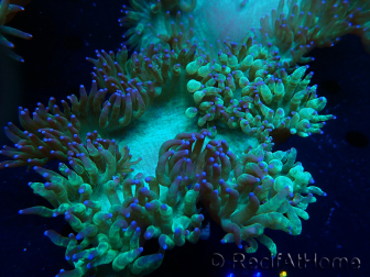 WYSIWYG Catalaphyllia jardinei Ultra Pink Tips Frag 9 (Skelett 5 cm)