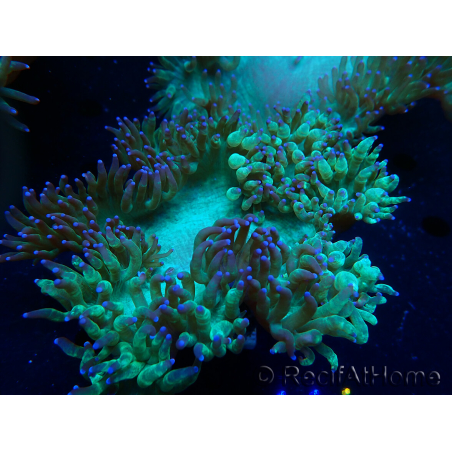 WYSIWYG Catalaphyllia jardinei Ultra Pink Tips Frag 9 (Skeleton 5 cm)