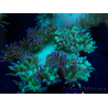 WYSIWYG Catalaphyllia jardinei Ultra Pink Tips Frag 9 (Skeleton 5 cm)