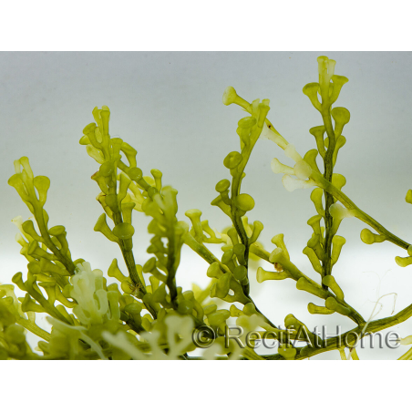 Caulerpa lentillifera Small