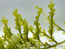 Caulerpa lentillifera Small