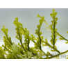 Caulerpa lentillifera Piccolo