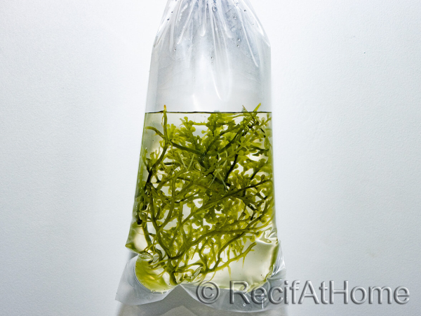 Caulerpa lentillifera Small